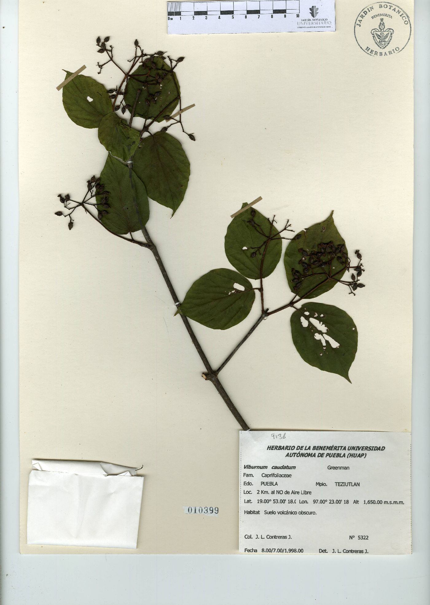 Viburnum caudatum image