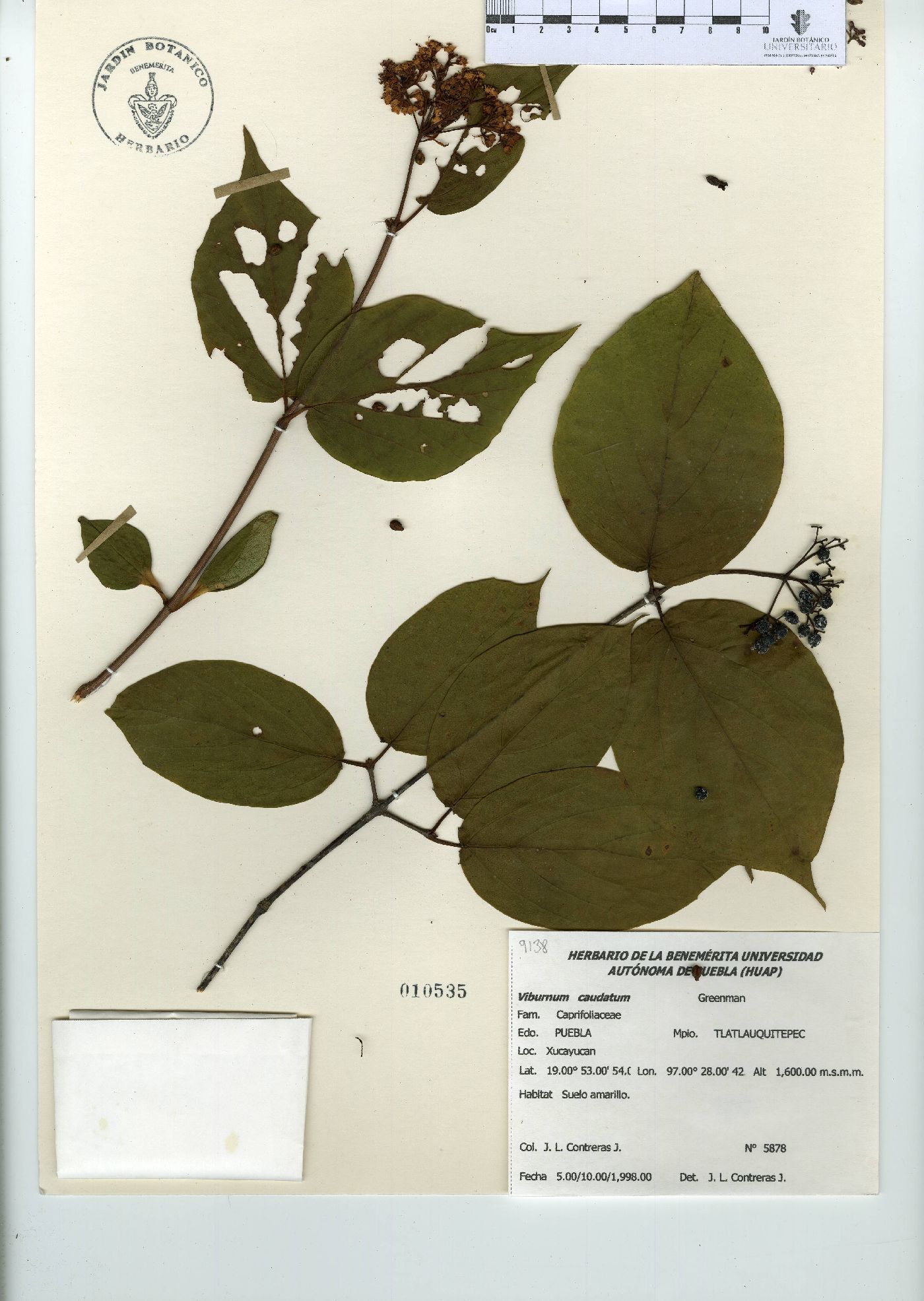 Viburnum caudatum image