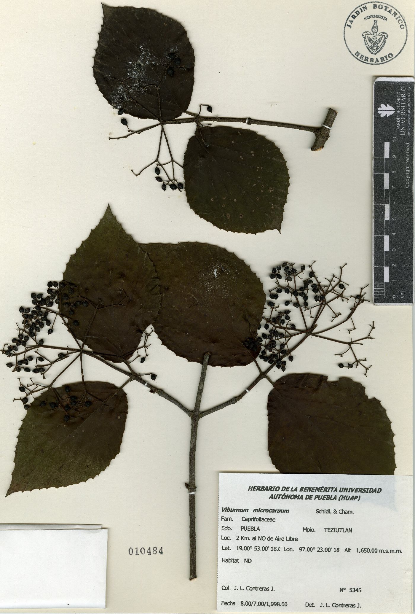 Viburnum microcarpum image