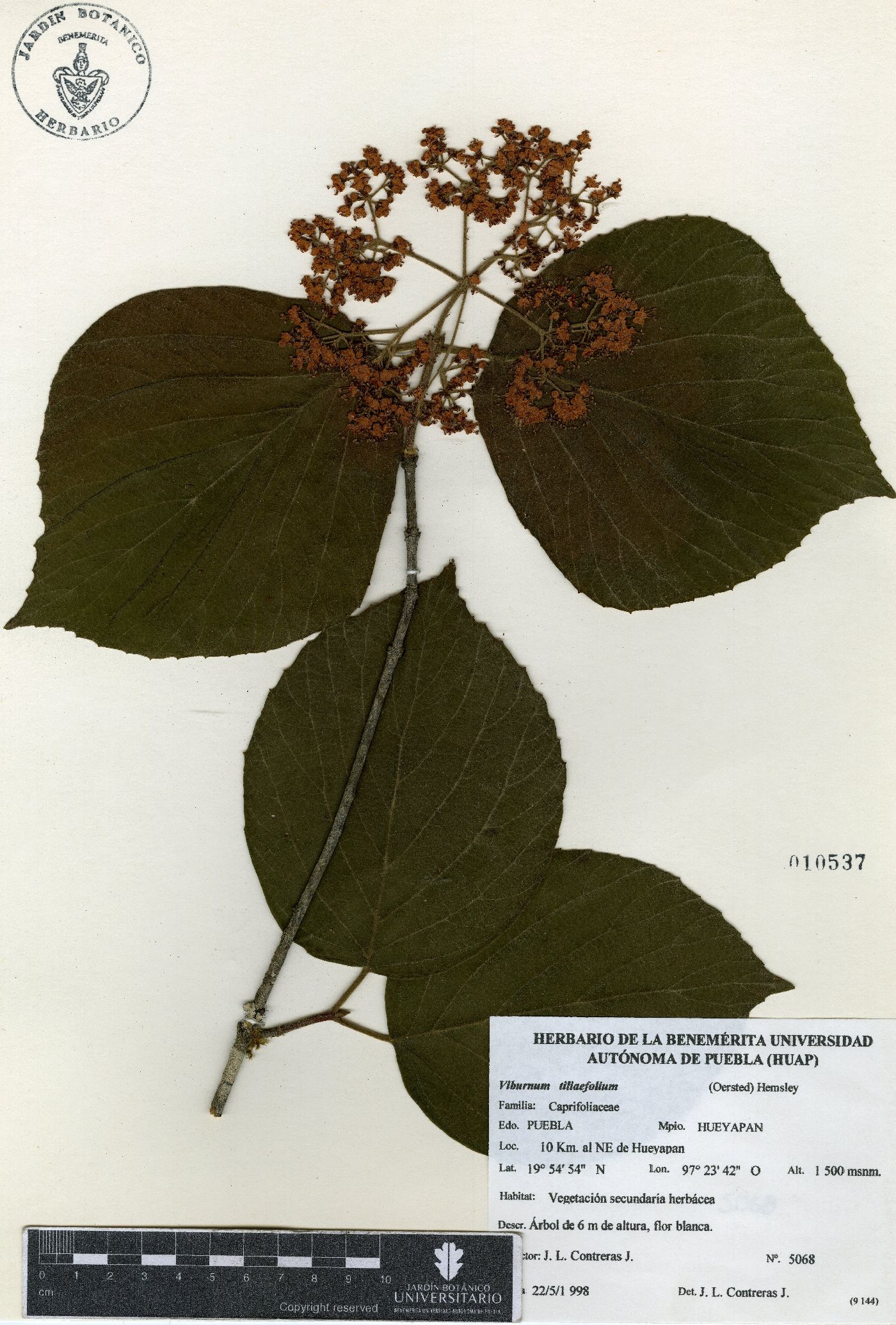 Viburnum tiliifolium image