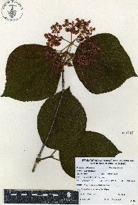 Viburnum tiliifolium image