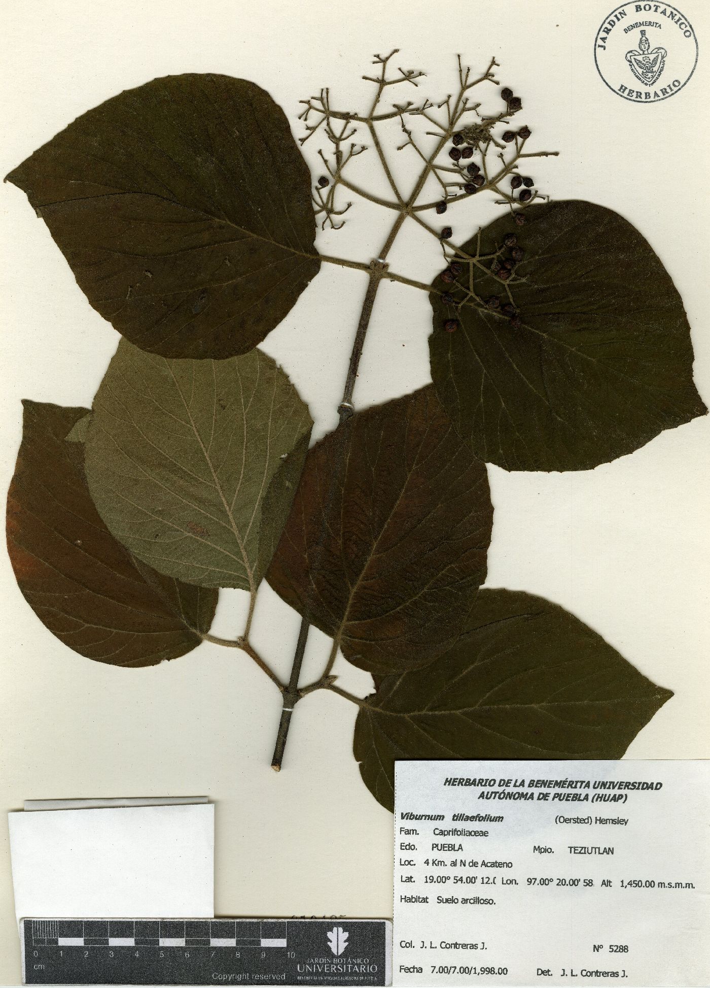 Viburnum tiliifolium image