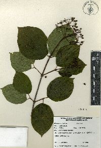 Viburnum ciliatum image