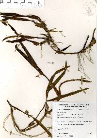 Prosthechea pseudopygmaea image