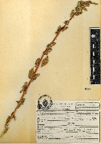 Amaranthus acutilobus image
