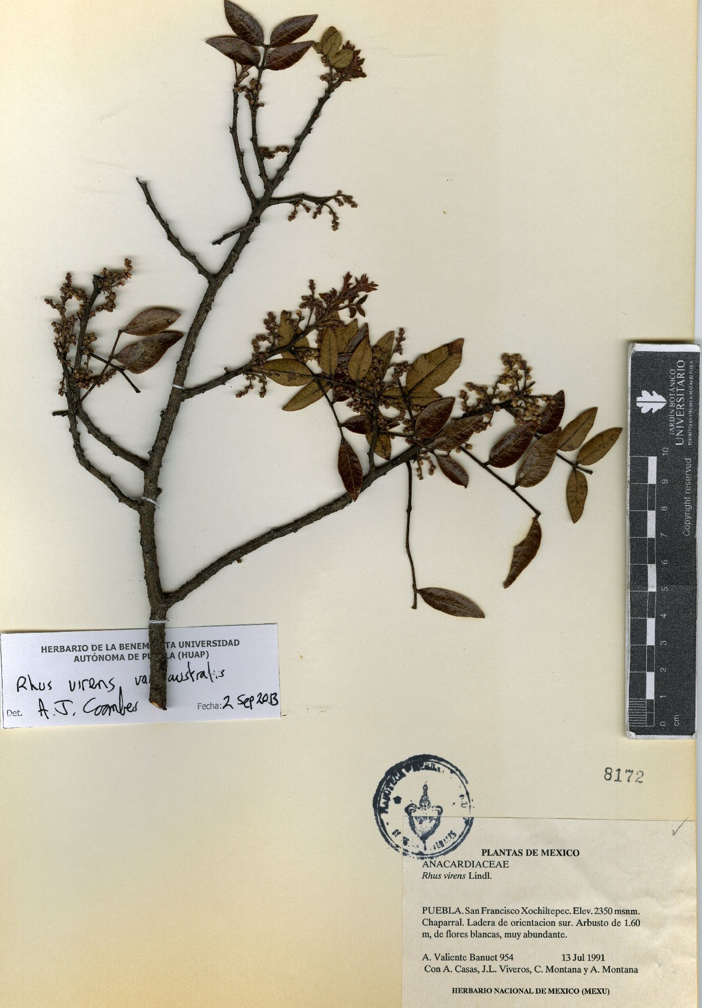 Rhus virens var. australis image