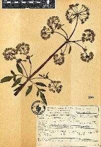 Image of Arracacia atropurpurea