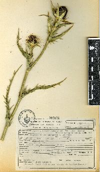 Eryngium proteiflorum image