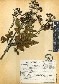 Prionosciadium thapsoides image