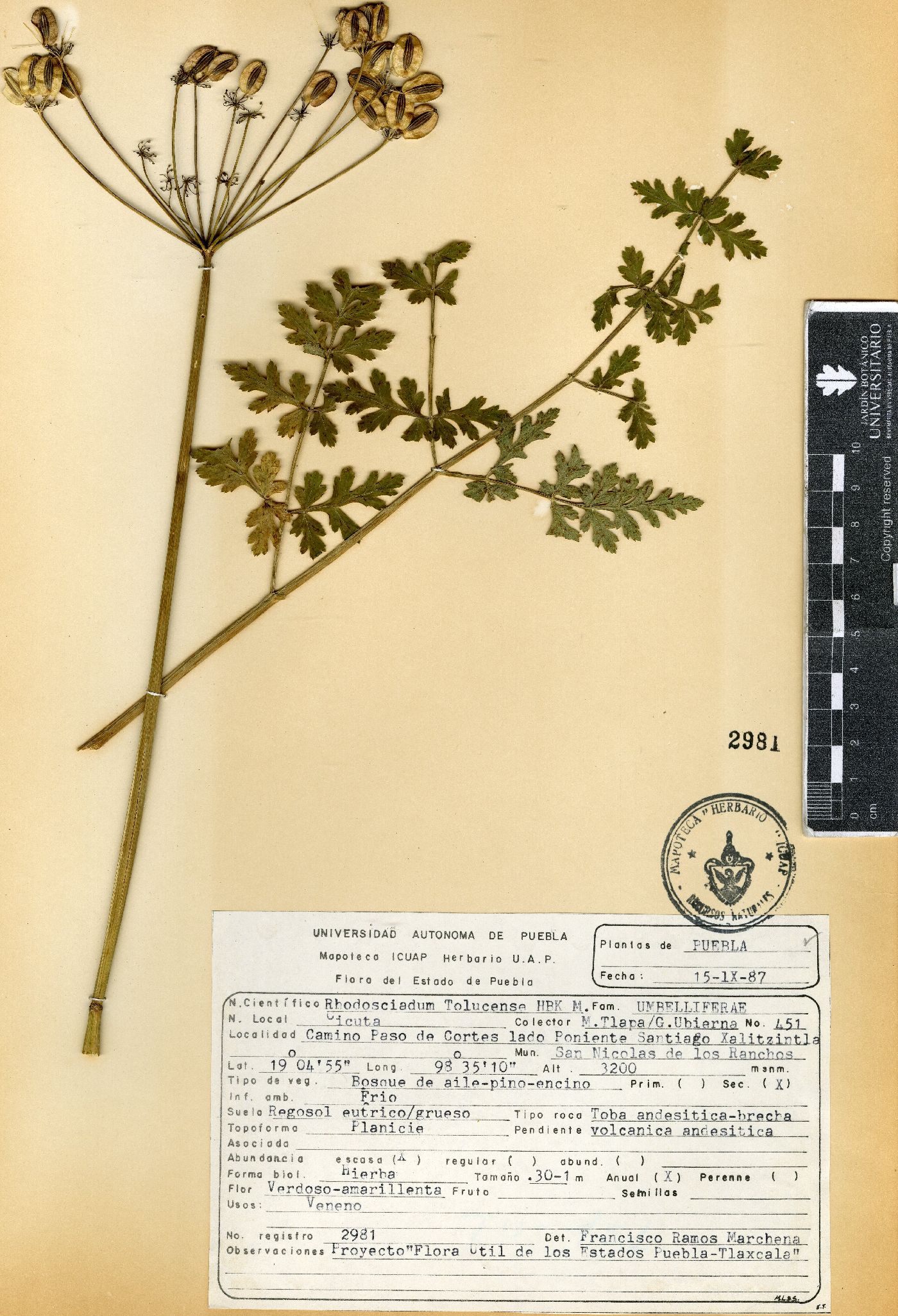 Rhodosciadium tolucense image