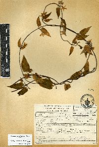 Matelea chrysantha image
