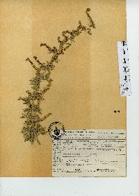 Artemisia absinthium image