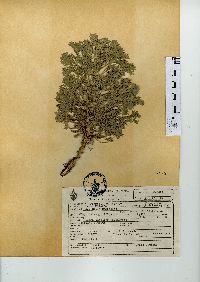 Artemisia absinthium image