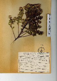 Baccharis conferta image