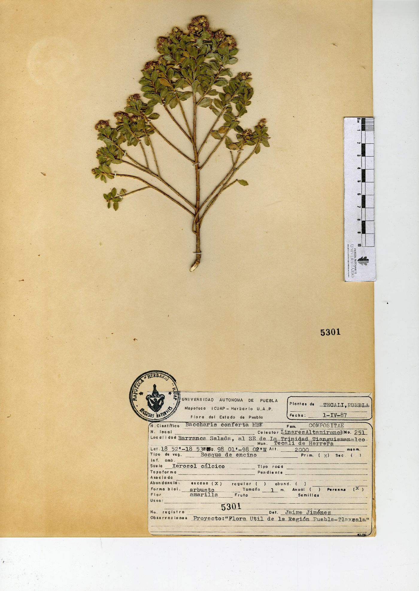 Baccharis conferta image