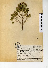 Baccharis conferta image