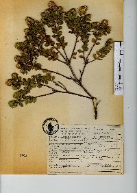 Baccharis conferta image