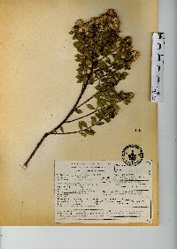 Baccharis conferta image