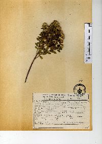 Baccharis conferta image