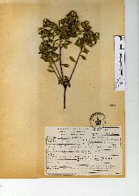 Baccharis conferta image