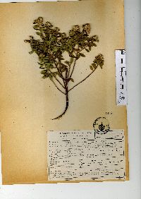 Baccharis conferta image