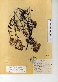 Baccharis mexicana image