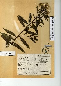 Baccharis salicifolia image