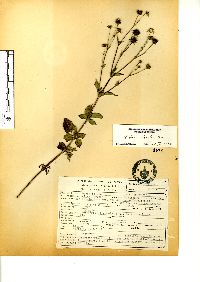 Bidens pilosa image