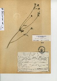 Bidens pilosa image