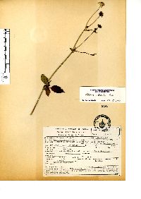 Bidens pilosa image