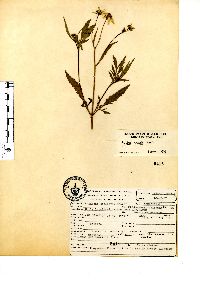 Bidens pilosa image