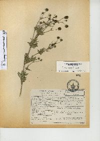 Bidens pilosa image