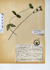 Alloispermum scabrum image