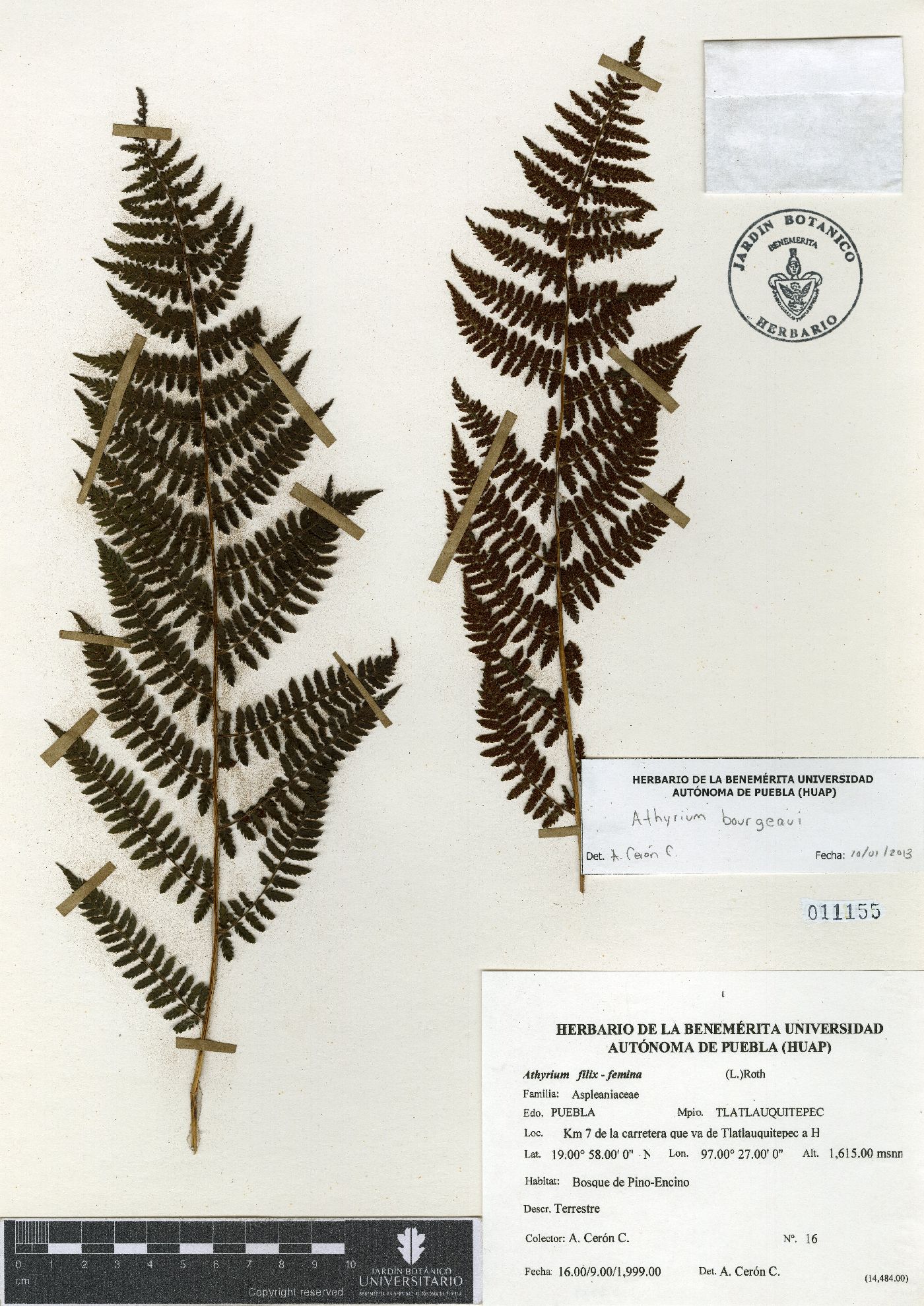 Athyrium bourgaei image