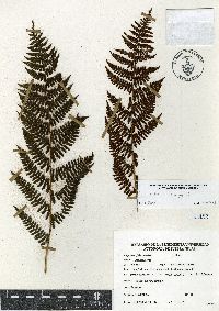 Athyrium bourgaei image