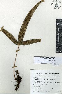 Phlebodium pseudoaureum image