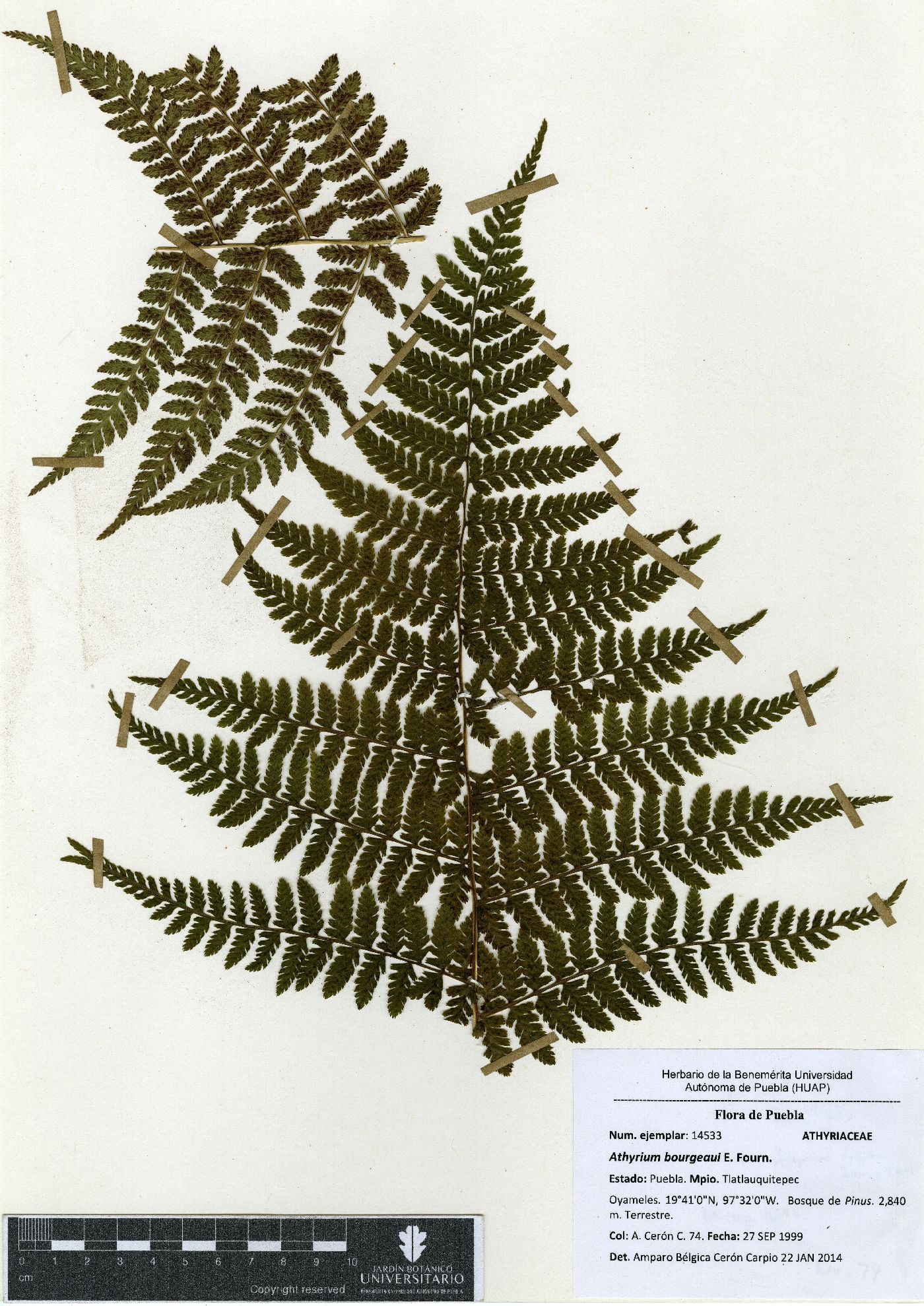 Athyrium bourgaei image