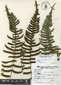 Blechnum appendiculatum image