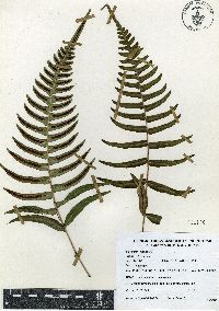 Blechnum occidentale image