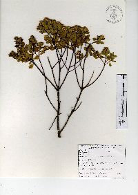 Baccharis conferta image