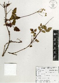 Arracacia atropurpurea image