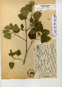 Ageratina tomentella image