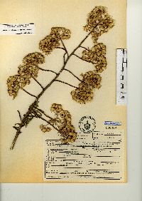 Barkleyanthus salicifolius image