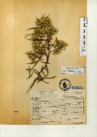 Barkleyanthus salicifolius image