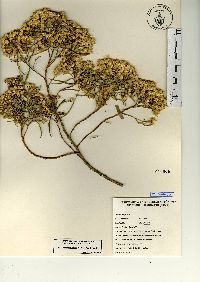 Barkleyanthus salicifolius image