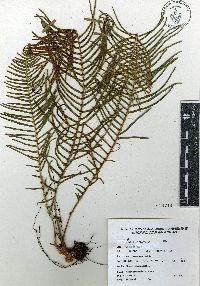 Pteris longifolia image