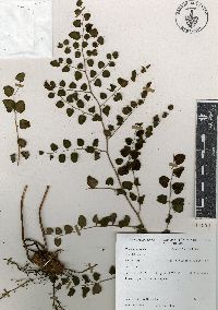 Pellaea cordifolia image