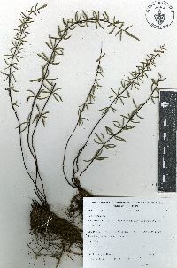 Pellaea ternifolia image