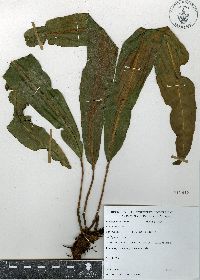 Elaphoglossum sartorii image