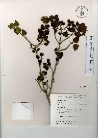 Ageratina tomentella image